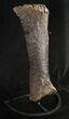 Sauropod (Diplodocus) Metatarsal - On Stand #10131-8